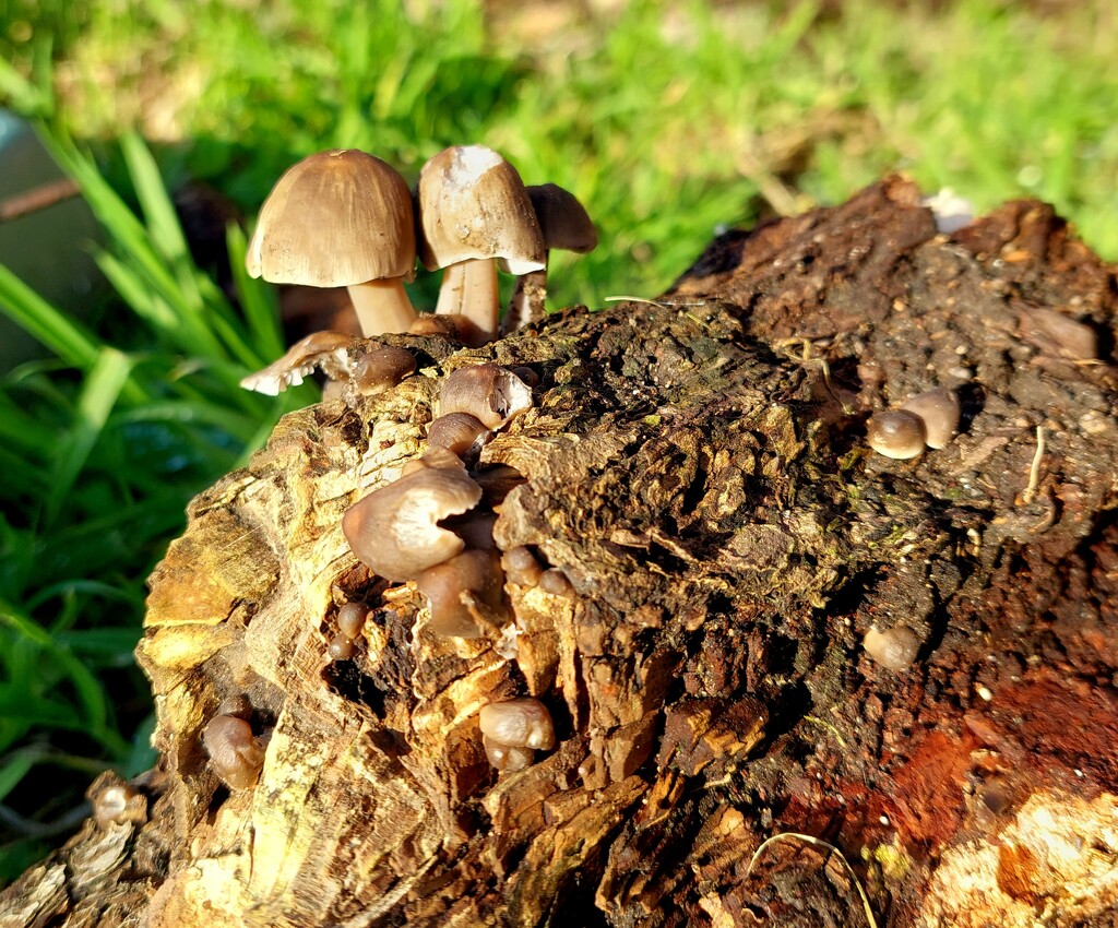 Fungi by samcat