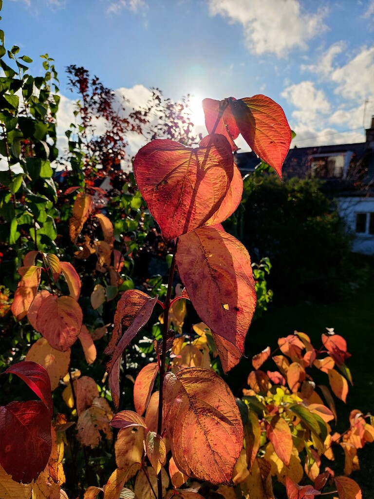Autumn colour in the garden  by samcat