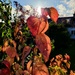 Autumn colour in the garden  by samcat