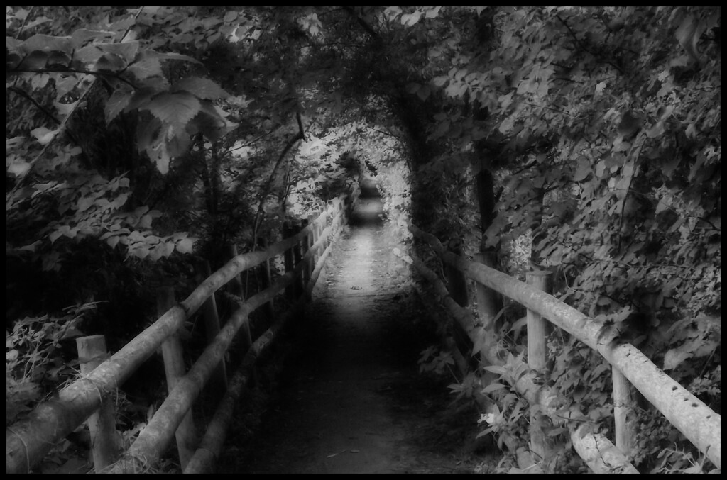 Dark Hollow Walk by ajisaac