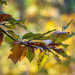 Beech leaves in autumn by haskar