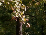 25th Oct 2022 - The sweetgum tree leaves have begun to turn...
