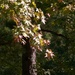 The sweetgum tree leaves have begun to turn... by marlboromaam