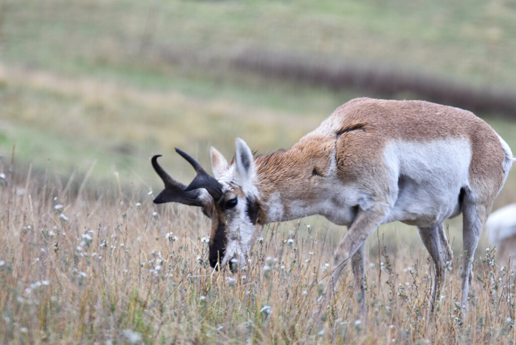 Bison Range Antelope by bjywamer