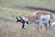 22nd Oct 2022 - Bison Range Antelope
