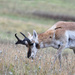 Bison Range Antelope by bjywamer