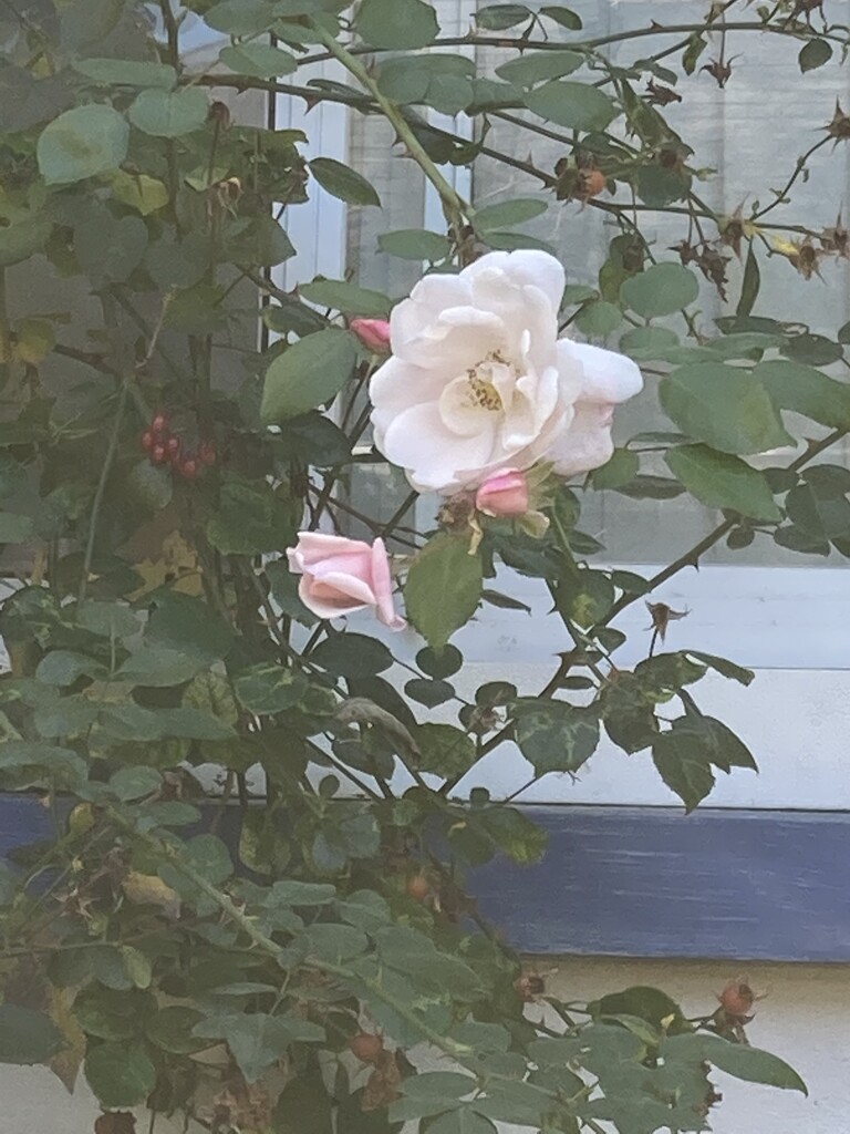 October Rose  by spanishliz