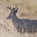 Bison Range Whitetail Buck by bjywamer