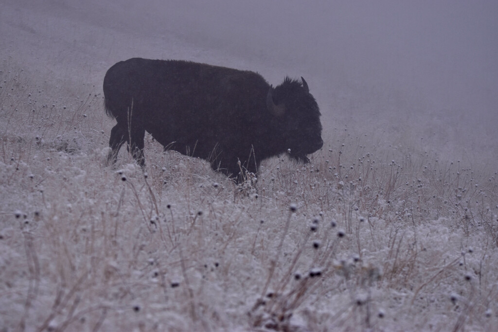 Bison In The Mist by bjywamer