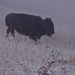 Bison In The Mist by bjywamer
