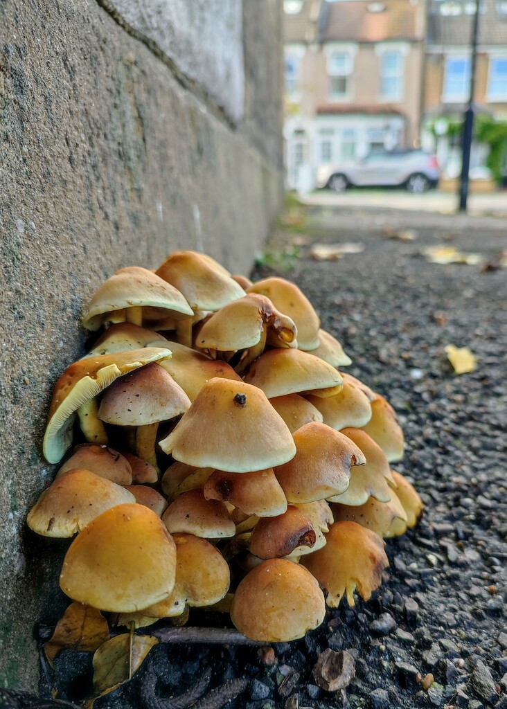 Mushroom city  by boxplayer