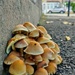 Mushroom city  by boxplayer
