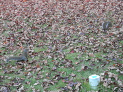 24th Oct 2022 - Squirrel Looking At Another Squirrel 