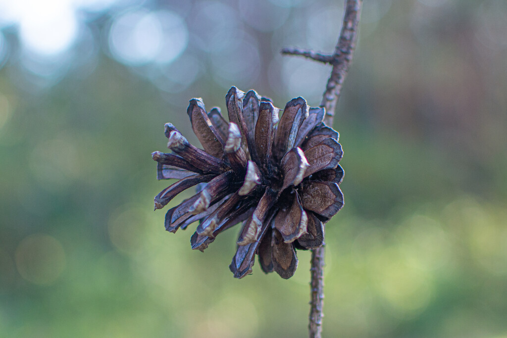 Pine cone... by thewatersphotos