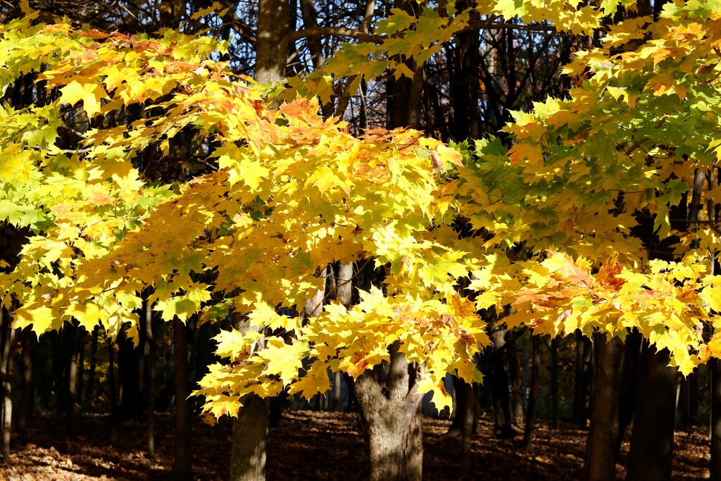 Fall Gold by jdraper