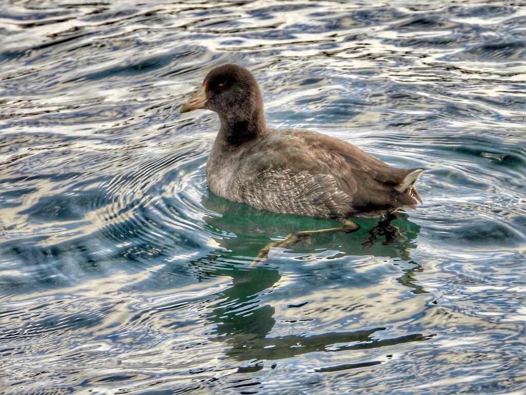 American coot by amyk