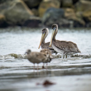24th Oct 2022 - Young Brown Pelicans