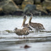 Young Brown Pelicans by nicoleweg