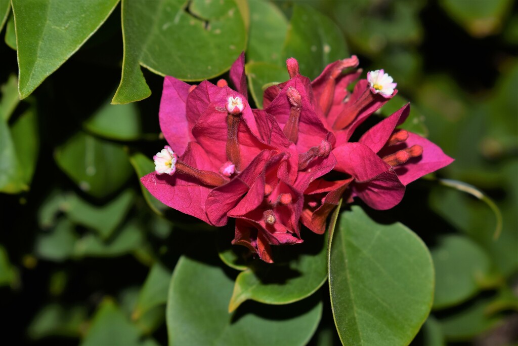 Flowering shrub by sandlily