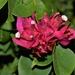 Flowering shrub by sandlily