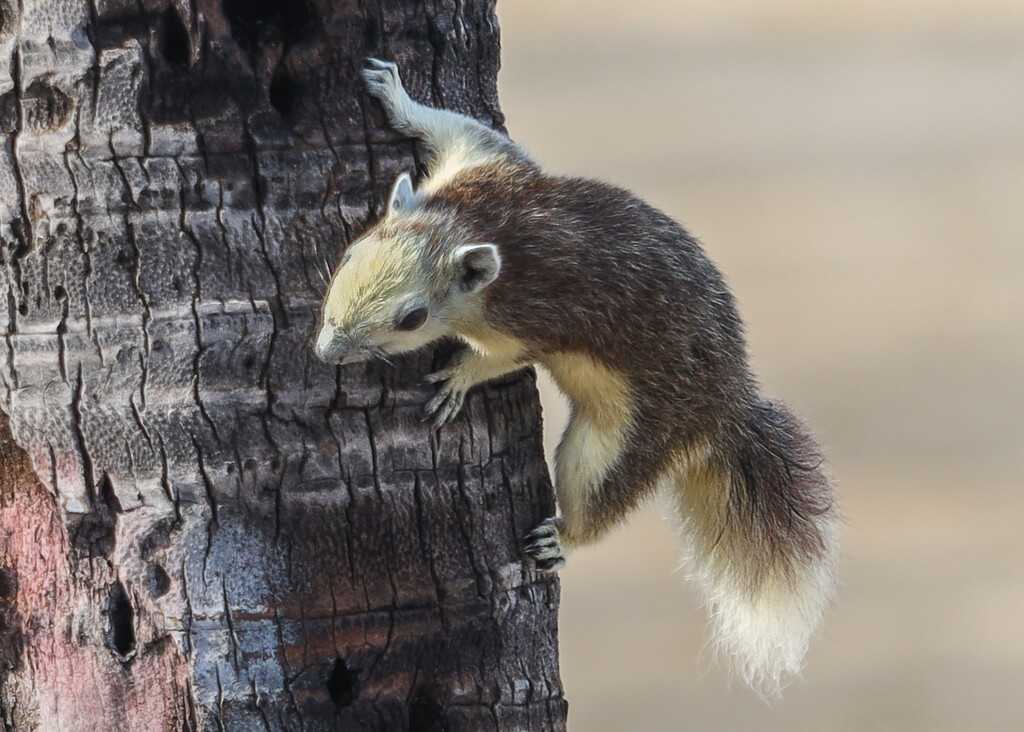 Beach Road Squirrel by lumpiniman