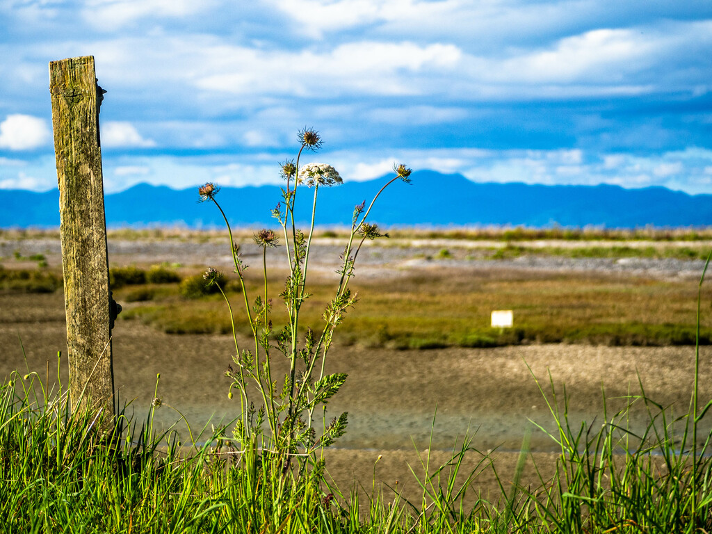 Estuary views by christinav