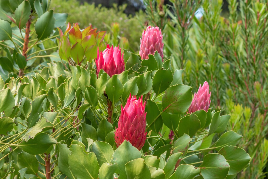 Proteas growing wild by ludwigsdiana