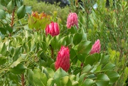 25th Oct 2022 - Proteas growing wild