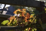 22nd Oct 2022 - Late Afternoon Grape Leaves 