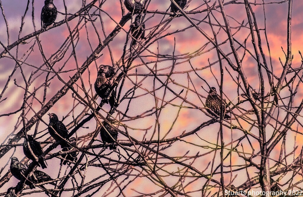 Birds in the treetops  by stuart46