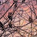 Birds in the treetops  by stuart46