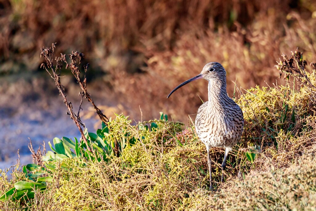 Curlew  by padlock