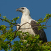 White bellied sea eagle by gosia