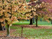 25th Oct 2022 - Perfect Autumn colours