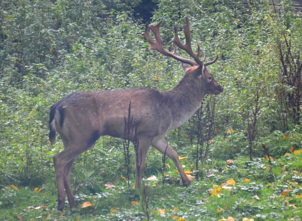 Male Fallow Deer by arkensiel
