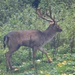 Male Fallow Deer by arkensiel