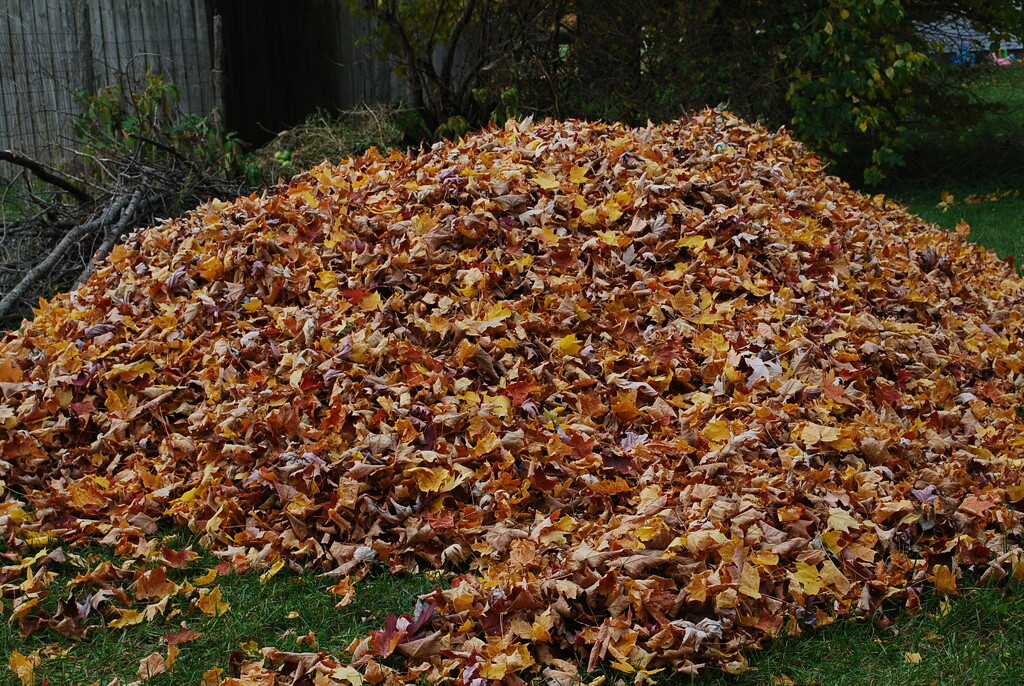 raked leaves by stillmoments33