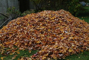 25th Oct 2022 - raked leaves
