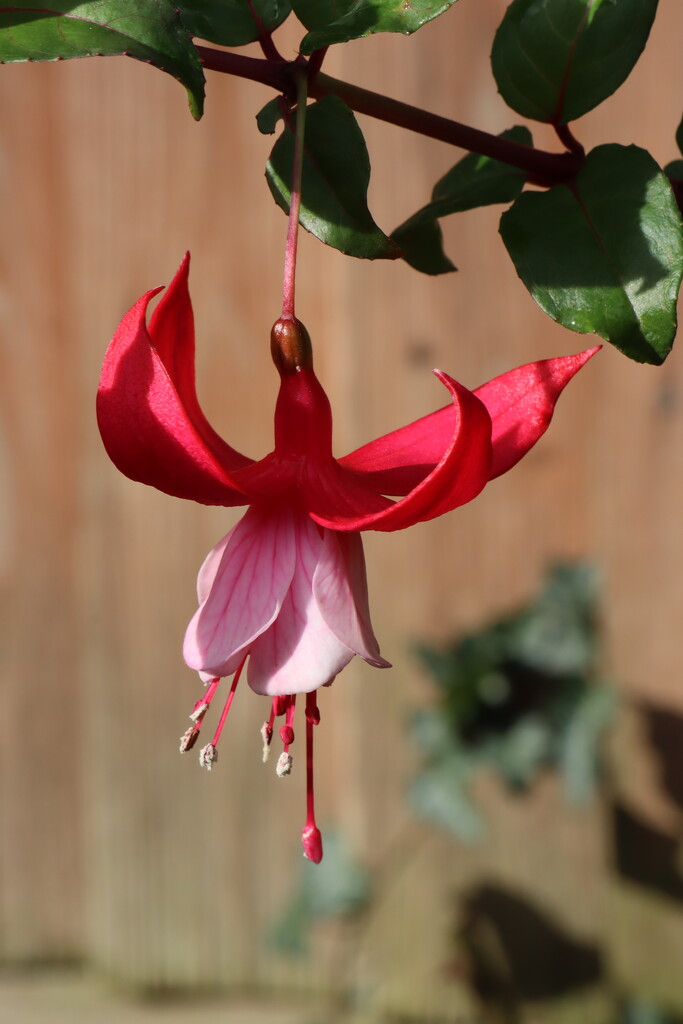 Another pretty fuchsia by jeremyccc