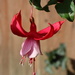 Another pretty fuchsia by jeremyccc
