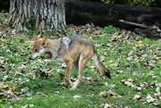 24th Oct 2022 - Viv The 3 Legged Mexican Gray Wolf