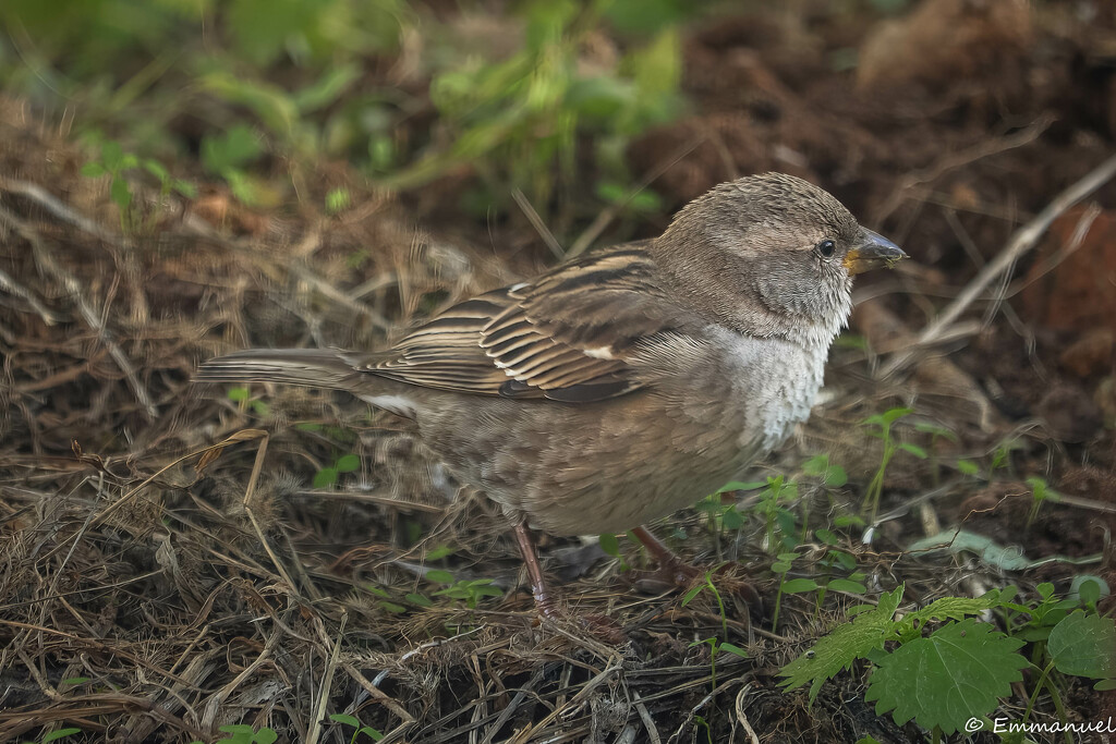 Sparrow in the garden by elza