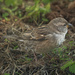 Sparrow in the garden by elza