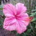 Hibiscus Flower  by salza