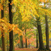 Autumn Trees by shepherdmanswife