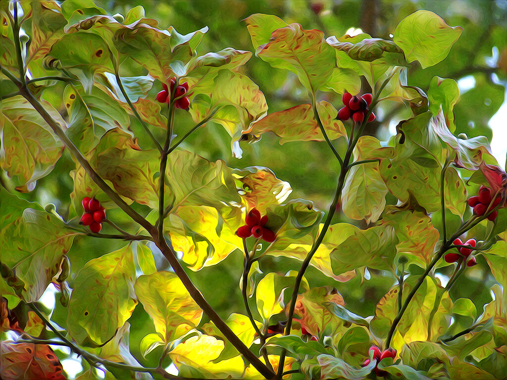Painterly dogwood berries and leaves... by marlboromaam