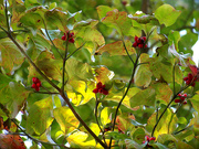 26th Oct 2022 - Painterly dogwood berries and leaves...