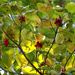 Painterly dogwood berries and leaves... by marlboromaam