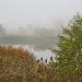 Misty Morning Pond by gardencat