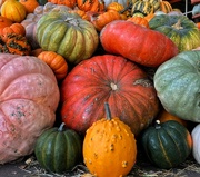 25th Oct 2022 - Fall Harvest